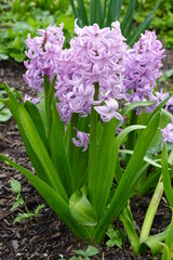 Obraz premium Hyacinths are spring-blooming bulbs with richly colored flowers and an incredible fragrance that can perfume your entire garden.
