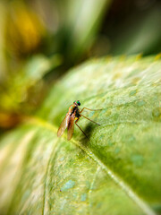 dragonfly on a leaf