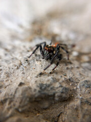 spider on the ground