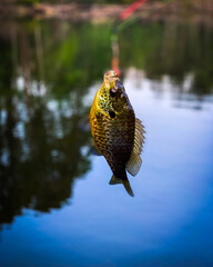 Fish above the water