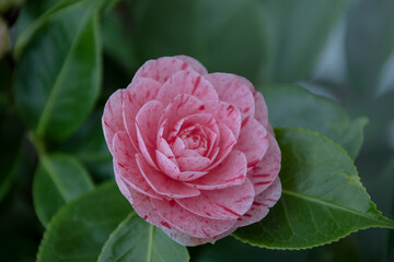 Beautiful vibrant pink Japanese Camellia flowers, Camelia Japonica in the springtime garden