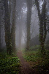 A path in the forest with trees and ivy with fog in Sintra moutain.
