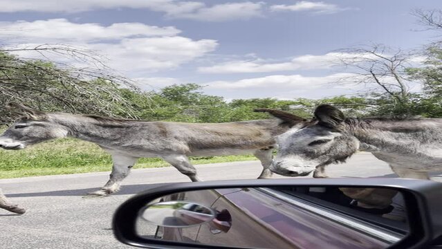 Donkeys block the road in Black Hills National Forest