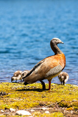 goose on the water