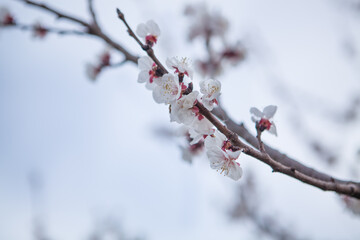 Closeup of spring pastel blooming flower in orchard.