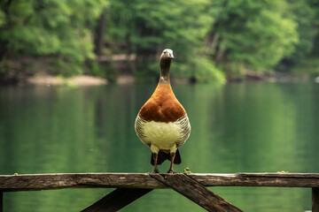 great crested grebe