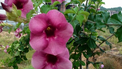 planta flor alamanda - allamanda cathartica