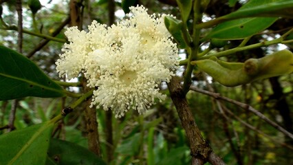 planta flor araçá - eugenia stipitata 