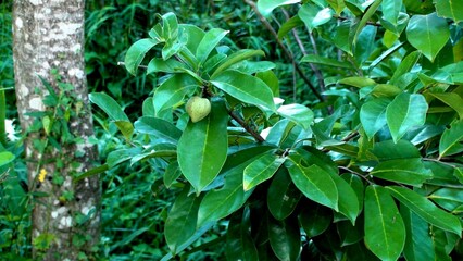 planta fruta araticum - annona 