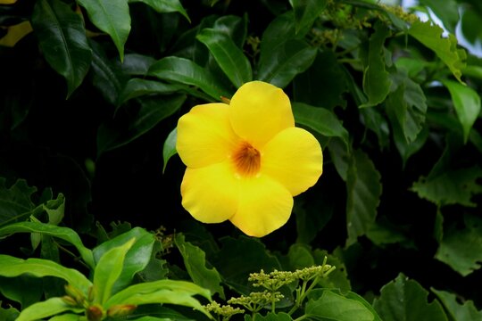 planta flor alamanda - allamanda cathartica
