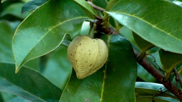 planta fruta araticum - annona 