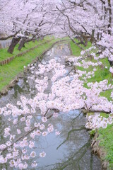 春の小江戸川越　新河岸川沿いの満開の桜