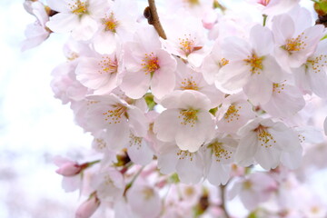 小江戸川越　喜多院の満開の桜
