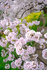 春の小江戸川越　新河岸川沿いの満開の桜