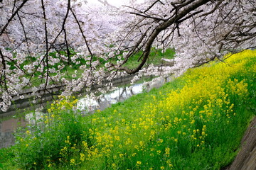 春の小江戸川越　新河岸川沿いの満開の桜