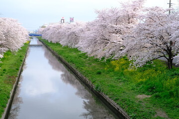 春の小江戸川越　新河岸川沿いの満開の桜