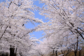 菜の花に囲まれた満開の赤城山南面千本桜