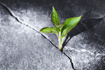 Green sprout growing in stone slab - rebirth, revival, resilience and new life concept - obrazy, fototapety, plakaty