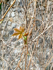 Wall with a new leaf