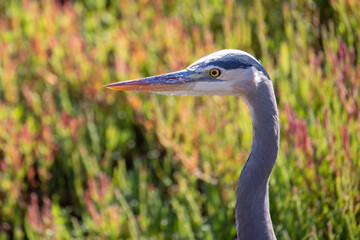 Great Blue Heron in Pismo Beach on the central coast of California United States
