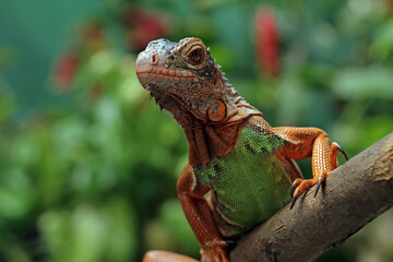 Red iguana on tree trunk, juvenile red iguana