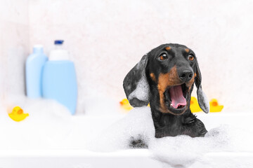 Portrait of funny dachshund puppy who yawns from fatigue, is surprised by something with mouth wide...