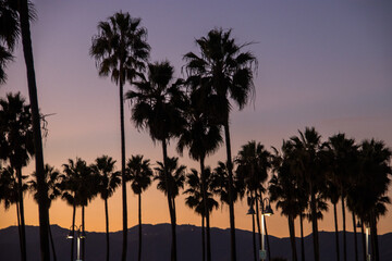The Palms of SoCal