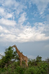 Giraffe in South Africa