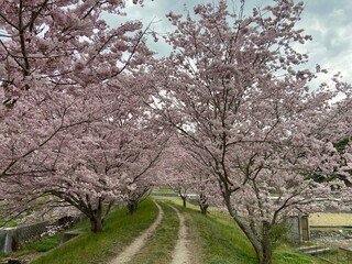 Fototapeta na wymiar blossom tree