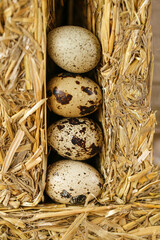 Naklejka na ściany i meble Quail eggs close-up in pressed straw. farm natural quail eggs set.natural protein.Useful healthy food and products