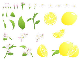 レモンの実と花のセット