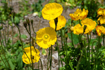 Obraz premium 花ひろば