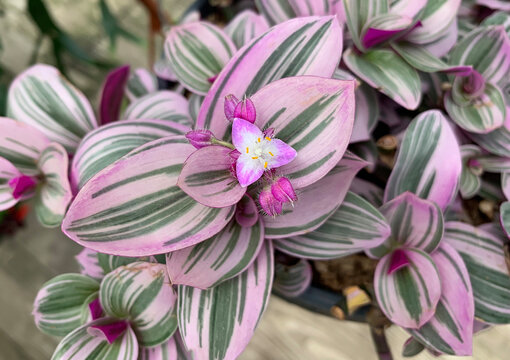 Blooming Plant Tradescantia cerinthoides