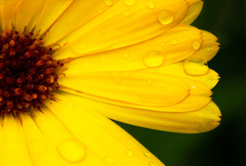 A close up of bright yellow daisy, with small water droplets on the petal