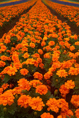 Rows of garden beds filled with the bright orange blossoms flowers of the Marigold