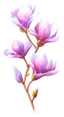 Hand drawn watercolor magnolia