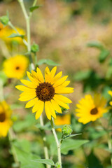 Blooming sunflowers in Spring time.