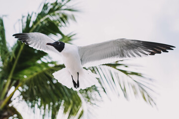 Gaviotas en pleno vuelo en una playa tropical del caribe