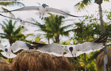 Gaviotas en pleno vuelo en una playa tropical del caribe
