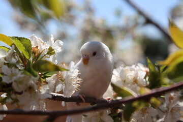 The beautiful white bird among the spring flowers - Spring wallpapers - white-beaked - small beak