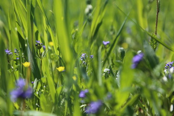 Beautiful purple primrose among green grass - Spring flowers wallpapers - Cool wallpapers