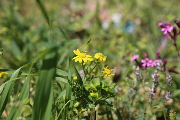 Gorgeous yellow spring flower background -  Nice background