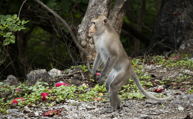 macaque se tenant debout et observant une scène se déroulant devant lui au loin
