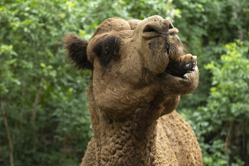 Portrait d'un chameau expressif vu de profil et de face (tête et son museau allongé)