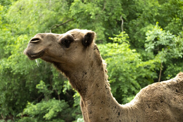 Portrait d'un chameau expressif vu de profil et de face (tête et son museau allongé) - obrazy, fototapety, plakaty