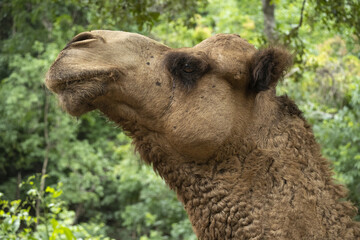 Portrait d'un chameau expressif vu de profil et de face (tête et son museau allongé)