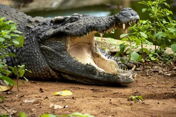 Zelfklevend Fotobehang crocodile dans un parc près d'un étang en Thaïlande, la gueule grande ouverte © YUMMI