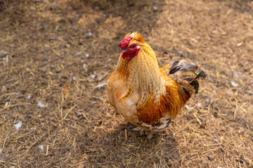 A beautiful rooster standing on the grass on a blurred green nature background. Rooster of the zodiac year. Year of the rooster.