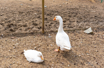 The white geese are going to play on the ground.