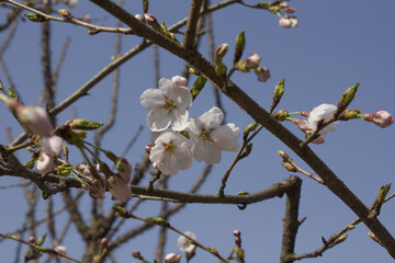 Pink cherry blossom on the Sakura tree. 